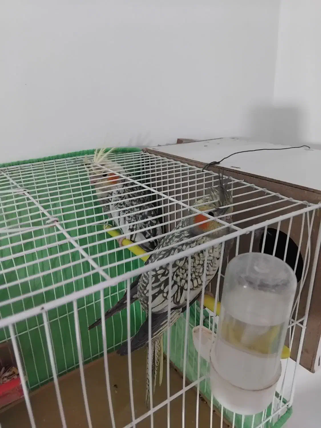 عروس هلندی|پرنده|مشهد, نوید|دیوار