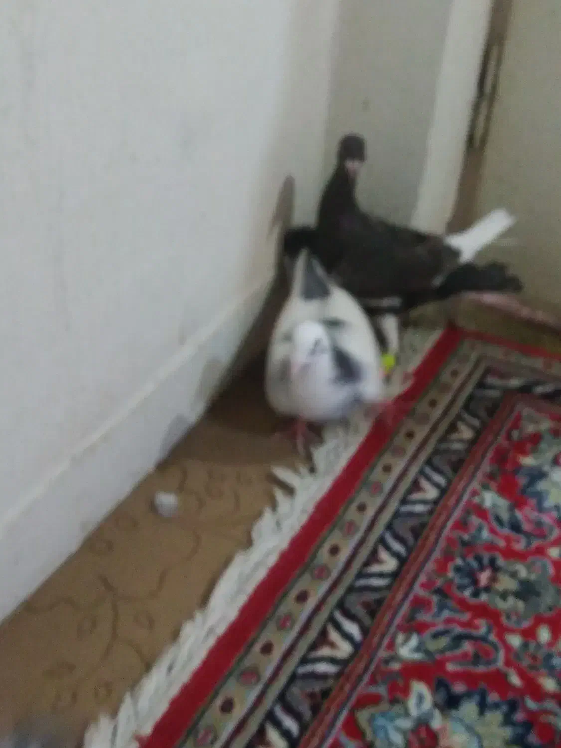 یهودی قهوای ابلق سبز گلدمن ُسبز|پرنده|شیراز, فاضل|دیوار