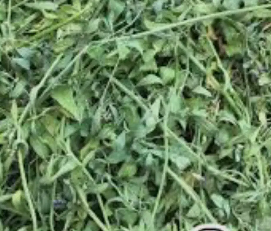 یو نجه کیلو|لوازم جانبی حیوانات|نوشین شهر, |دیوار