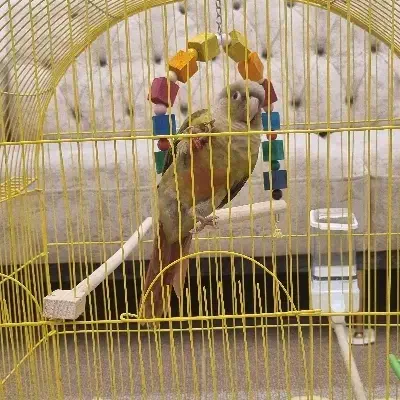 طوطی گرینچیک دستی|پرنده|اصفهان, نقش جهان|دیوار