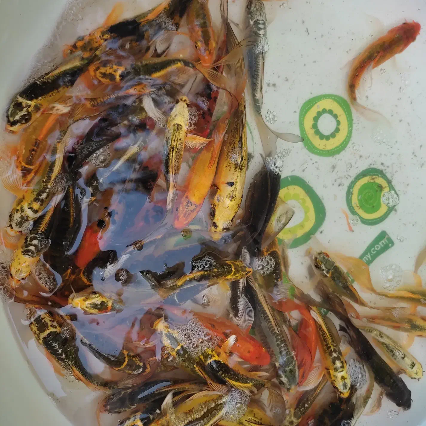 کوی باله بلند و باله کوتاه|ماهی|یزد, |دیوار