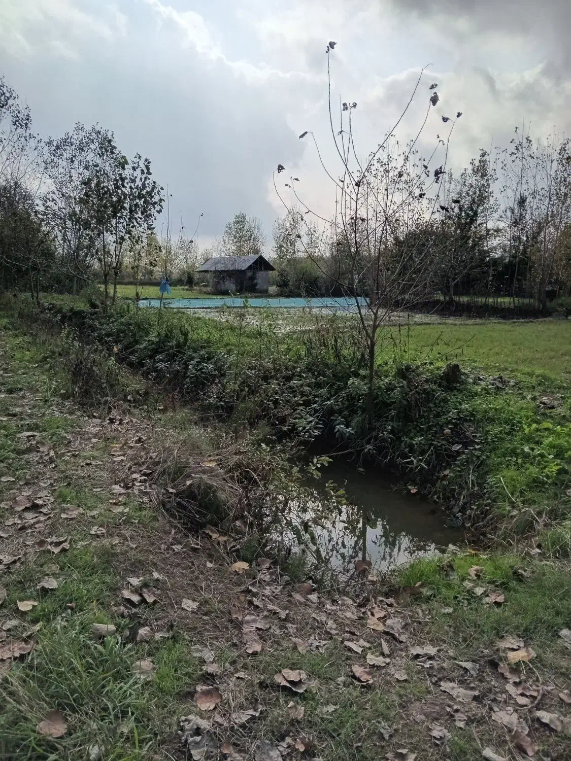 فروش زمین کشاورزی واقع در ارباستان لاهیجان|فروش دفتر صنعتی، کشاورزی، تجاری|لنگرود, |دیوار