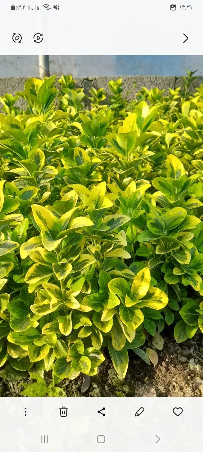 گل شمشاد|گل و گیاه طبیعی|رشت, حمیدیان|دیوار