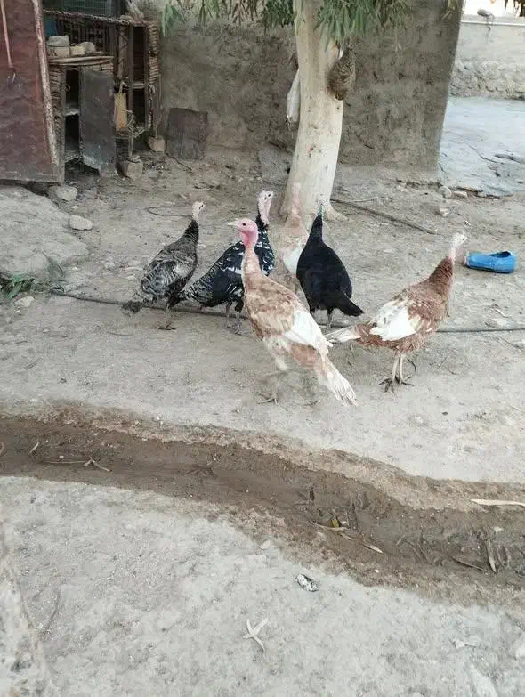 باسلام شش عدد بوقلمون به فروش میرسند|حیوانات مزرعه|آبدانان, |دیوار