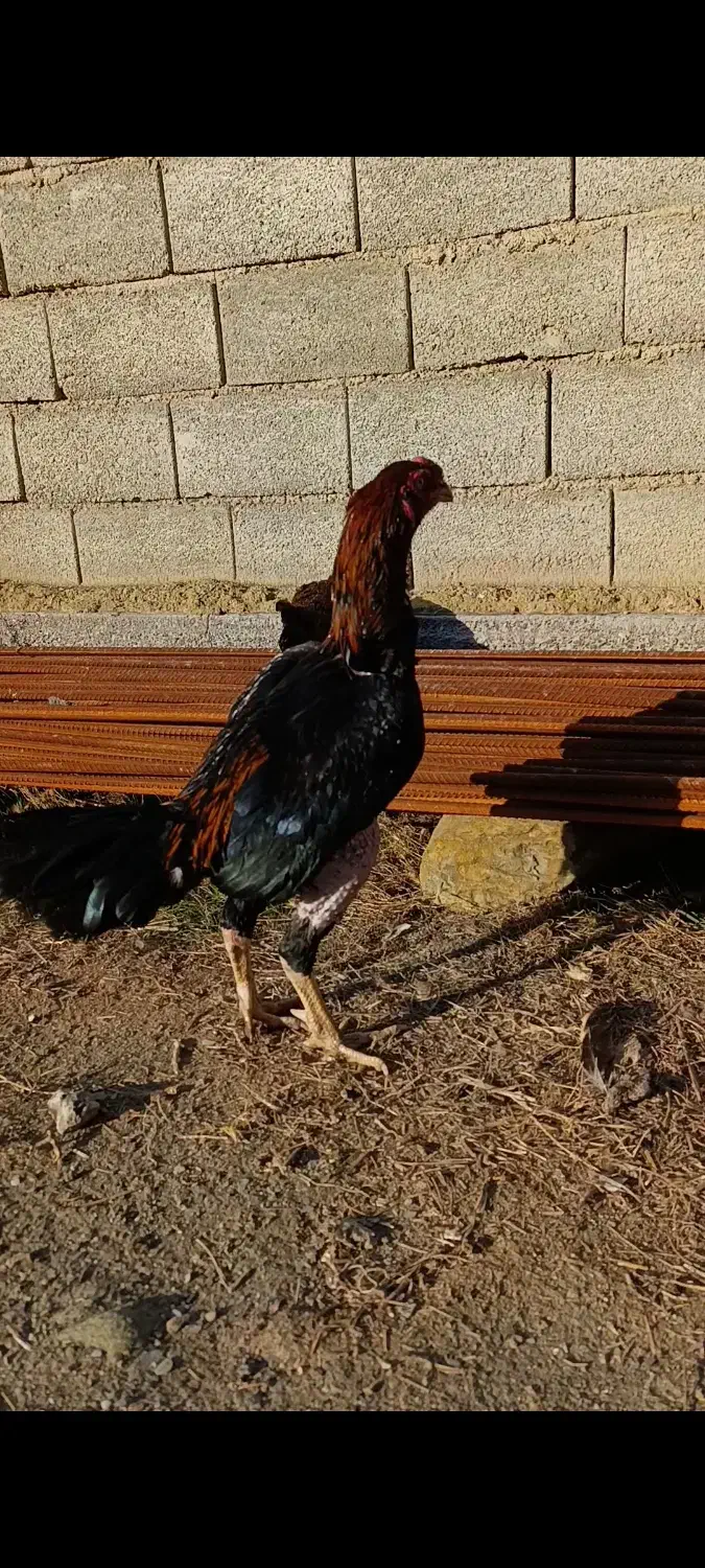 خروس لاری افغان|حیوانات مزرعه|گمیشان, |دیوار