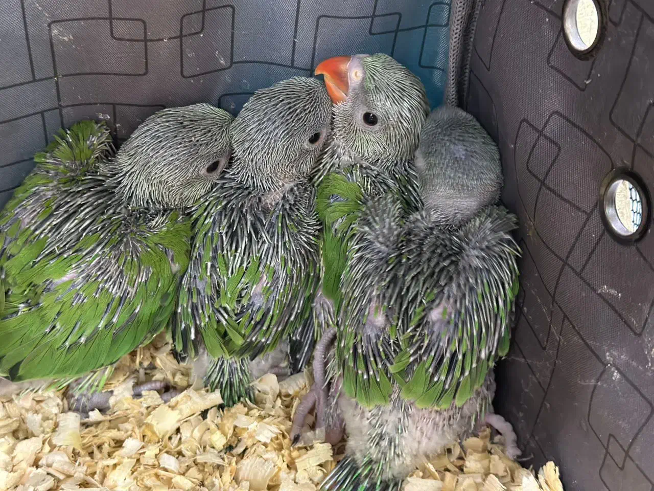 جوجه سرلاکی ملنگو (زیر قیمت همه جا) کاسکو شاه طوطی|پرنده|تهران, جیحون|دیوار