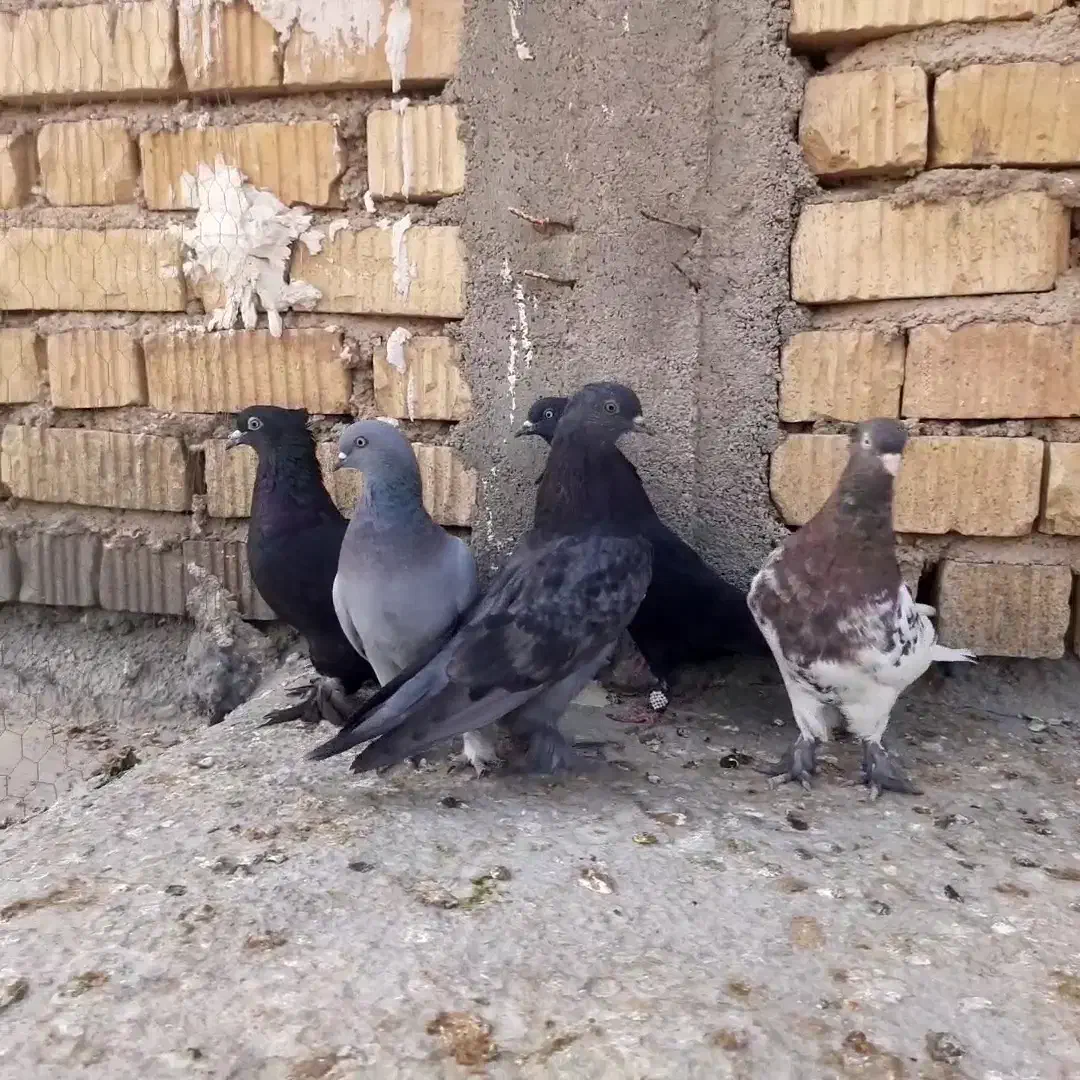 کفتر بهبونی هوایی|پرنده|بیضا, |دیوار