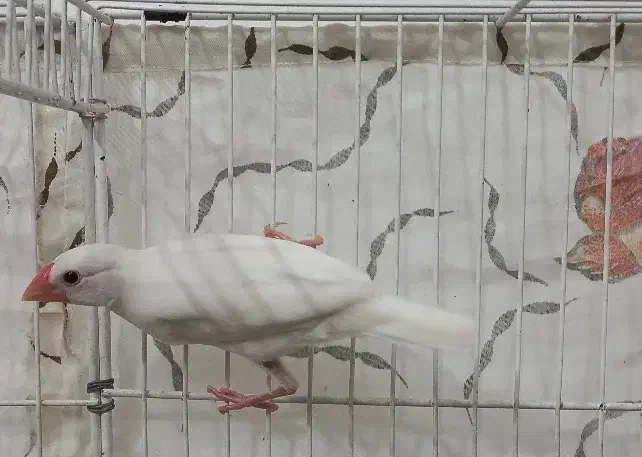 2 تا فنچ نرگسی دونخور شده ( جاوا )|پرنده|مشهد, ابوذر|دیوار