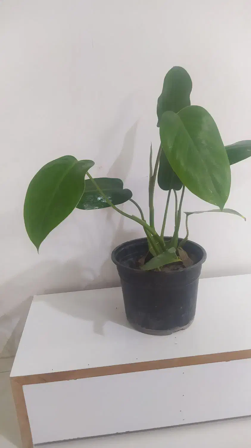 گل های آپارتمانی|گل و گیاه طبیعی|گرگان, |دیوار