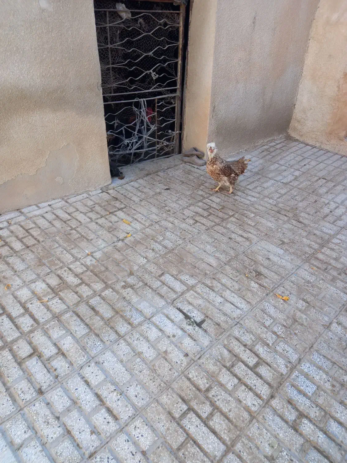 مرغ کاکلی|حیوانات مزرعه|تربت‌حیدریه, بالا ولایت|دیوار