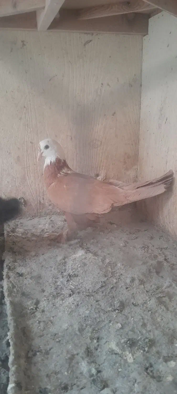 کبوتر|پرنده|یزد, |دیوار