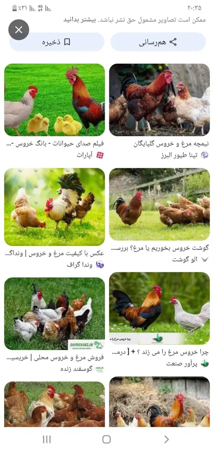 مرغ‌‌وخروس|حیوانات مزرعه|کوهدشت, |دیوار