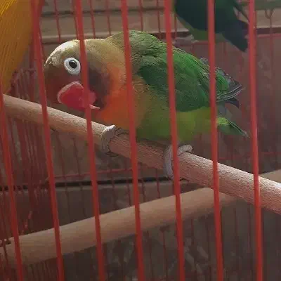 طوطی برزیلی فیشر|پرنده|شیراز, پودنک|دیوار