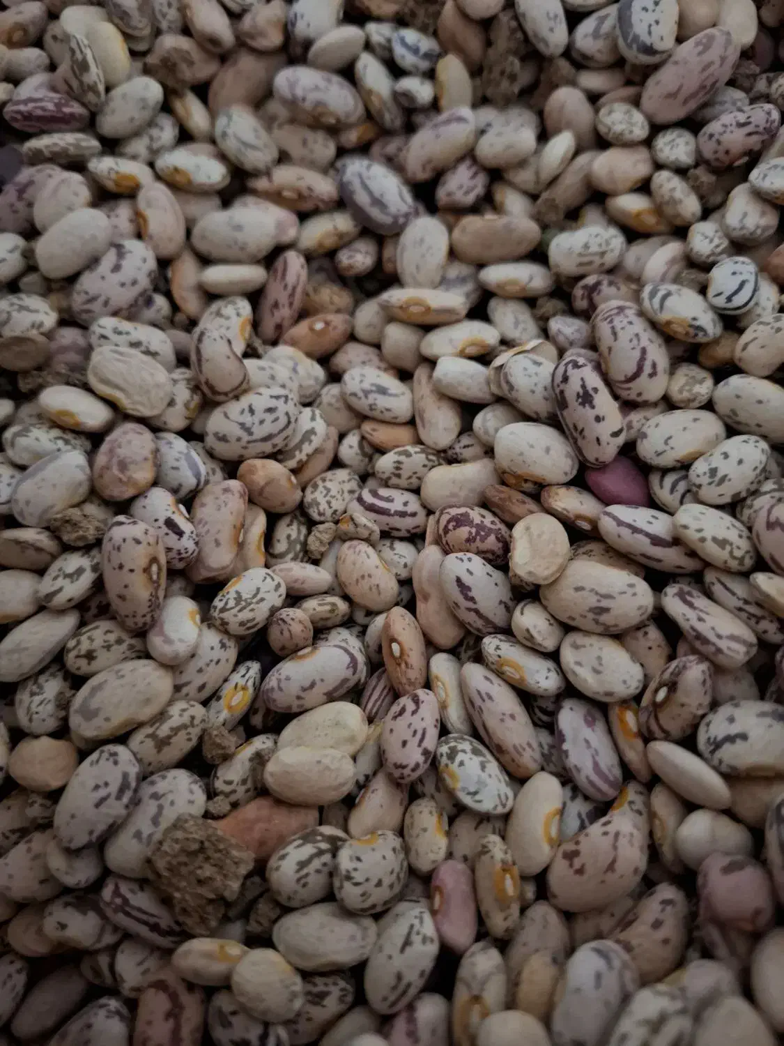 لوبیا چیتی|عمده‌فروشی|دهگلان, |دیوار