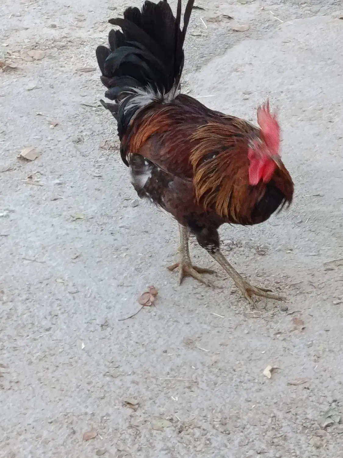 خروس محلی اصل|حیوانات مزرعه|مرودشت, استادیوم‎|دیوار