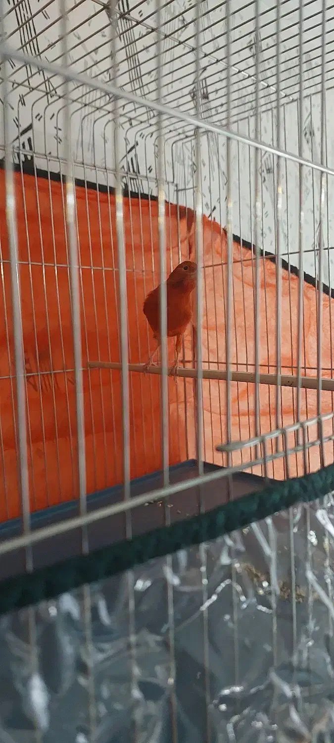 قناری مست روانی|پرنده|شیراز, شهرک سراج|دیوار