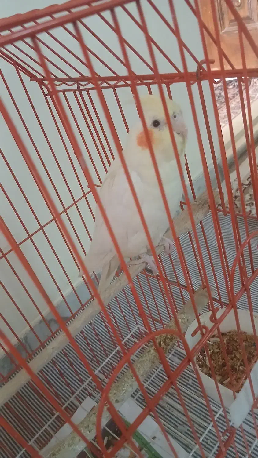 عروس هلندی درجه 1 رام|پرنده|ری, شهرک نظامی|دیوار