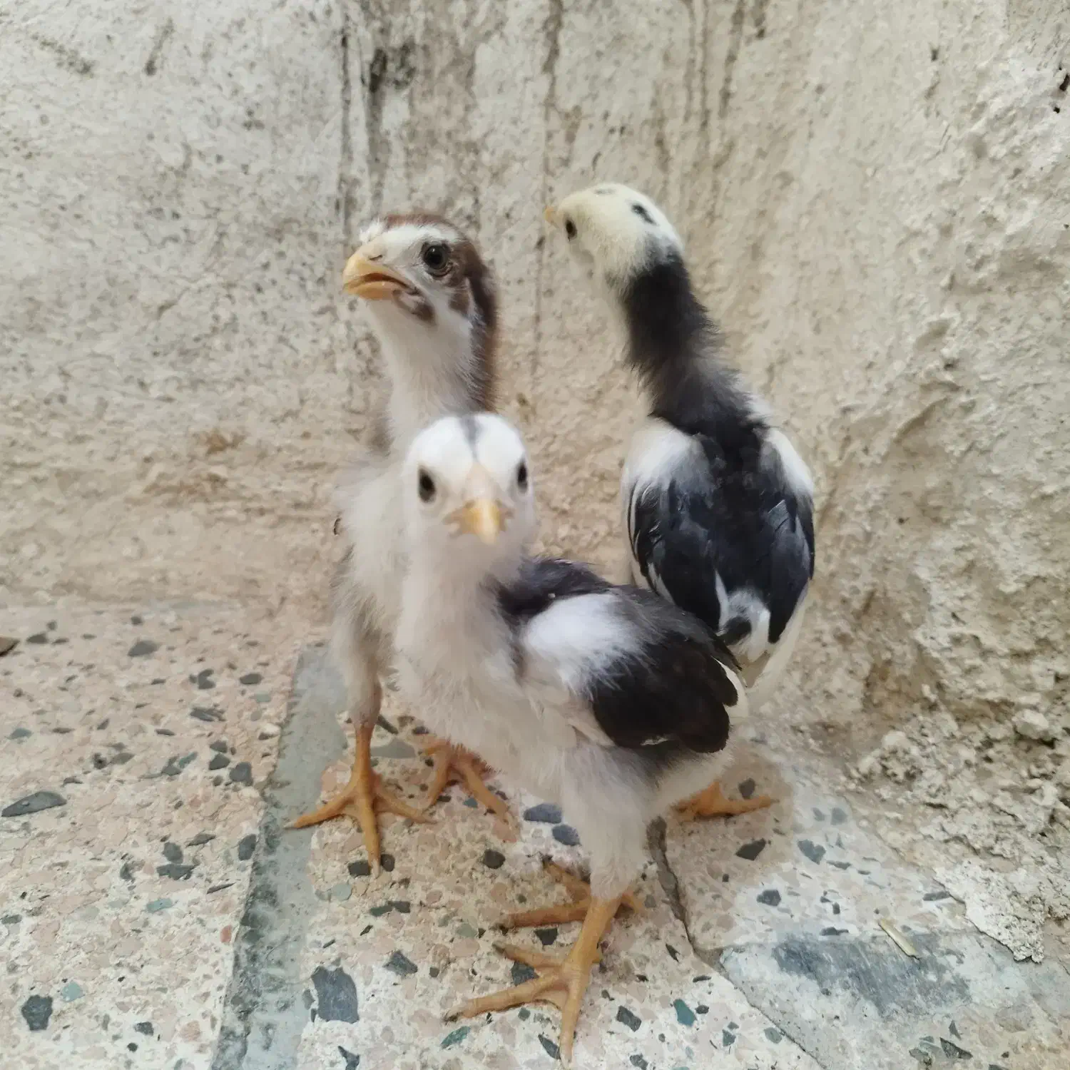 سه عدد جوجه لاری طلا ۱۵روزه روزه|حیوانات مزرعه|مشگین شهر, |دیوار