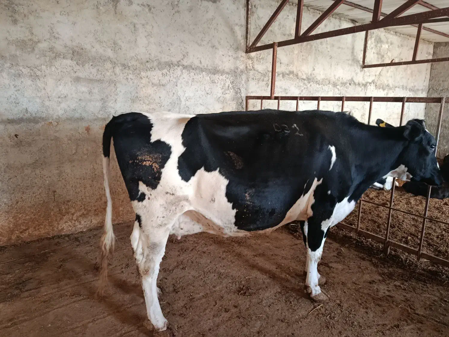 گوساله وگاوشیری|حیوانات مزرعه|آشخانه, |دیوار