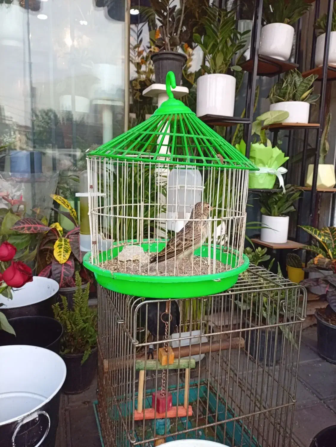 سهره خاکی|پرنده|رشت, شهرک صبا|دیوار