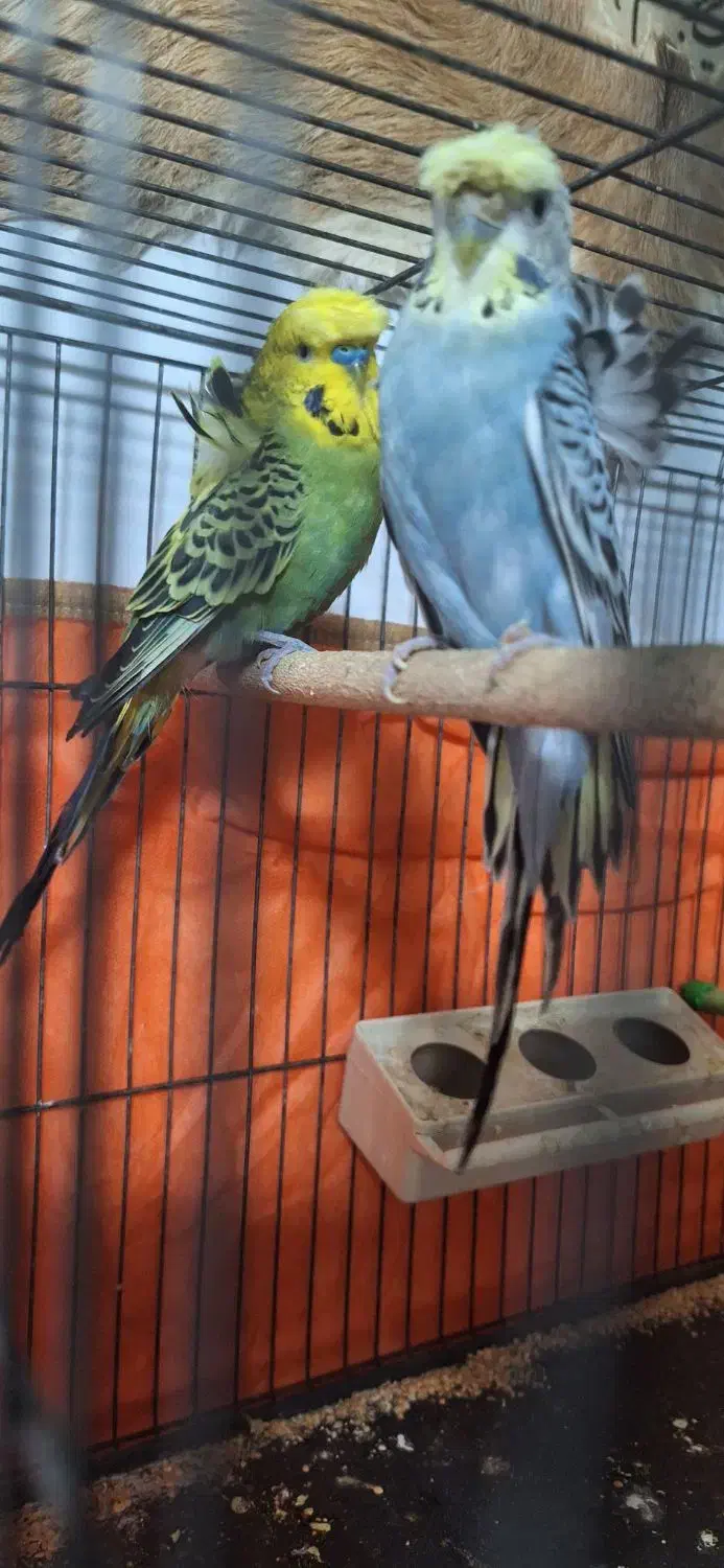 مرغ عشق پروانه ای|پرنده|مهریز, |دیوار