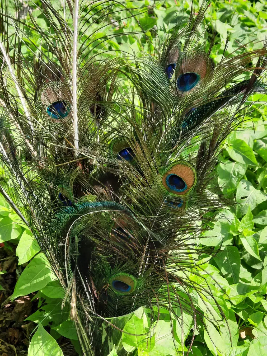 پرطاووس طبیعی|صنایع دستی و سایر لوازم تزئینی|رشت, هلال احمر|دیوار