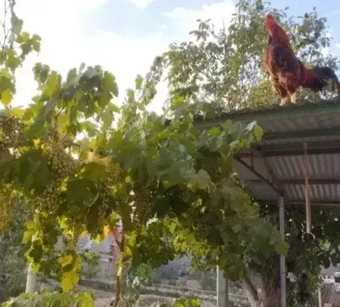 خروس دورگه لاری|حیوانات مزرعه|ماهدشت, |دیوار