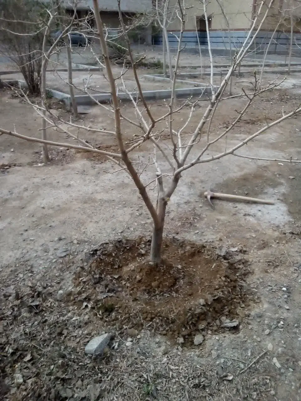 کوددهی باغبانی ابیاری|خدمات باغبانی و درختکاری|قیدار, |دیوار