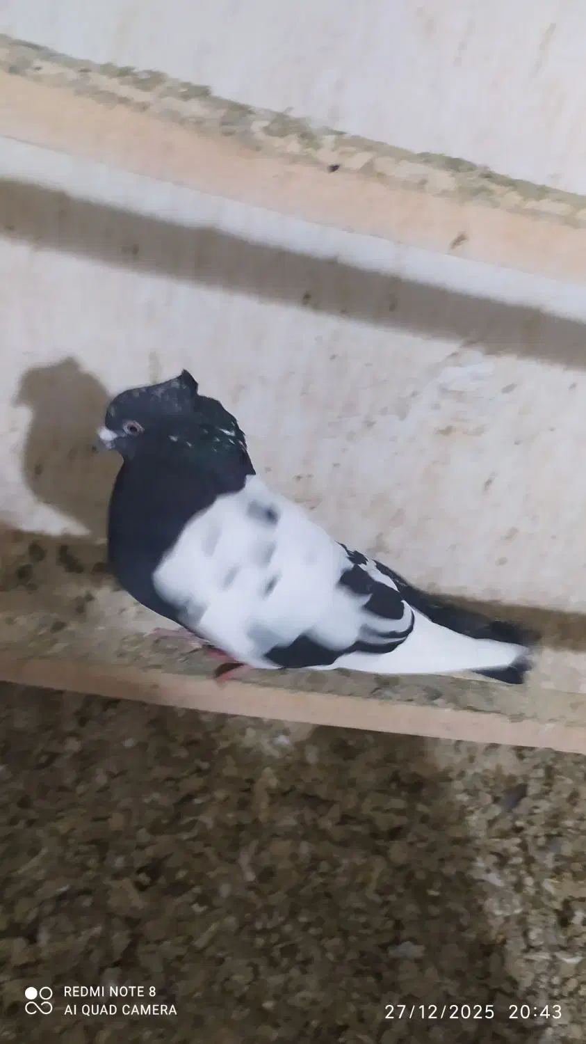 کبوتر حسن خانی|پرنده|دهگلان, |دیوار