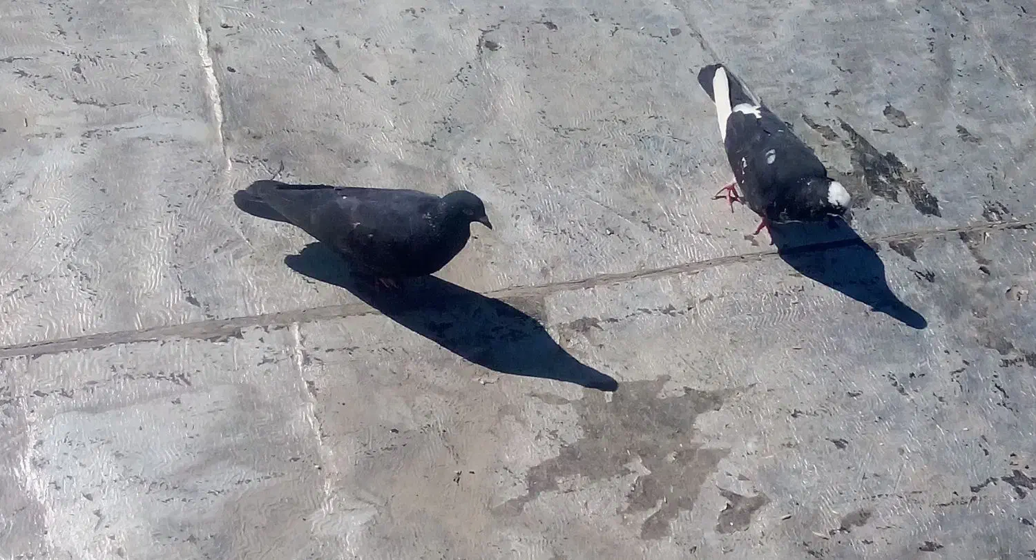 کبوتر|حیوانات|مریوان, |دیوار