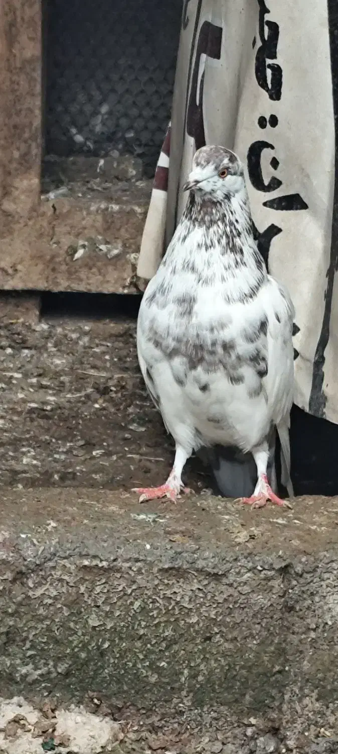 کبوتر نر پرشی عالی خال قرمز|پرنده|سرخرود, |دیوار