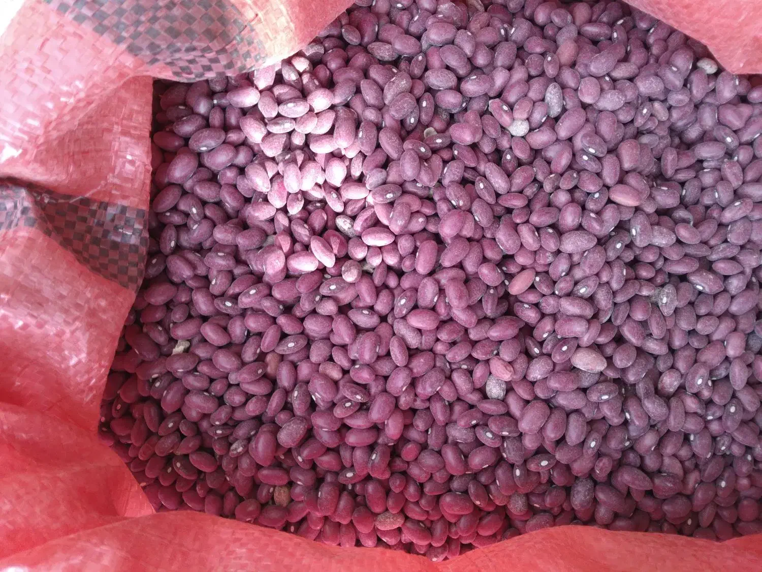 لوبیا قرمز فروشی ۱۰تن|عمدهفروشی|قروه, |دیوار