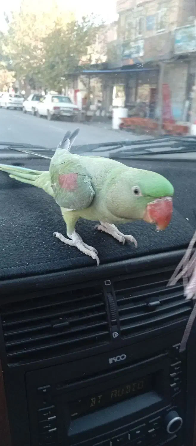 جوجه شاه طوطی دست آموز و اهلی ۳ماهه|پرنده|نقده, |دیوار