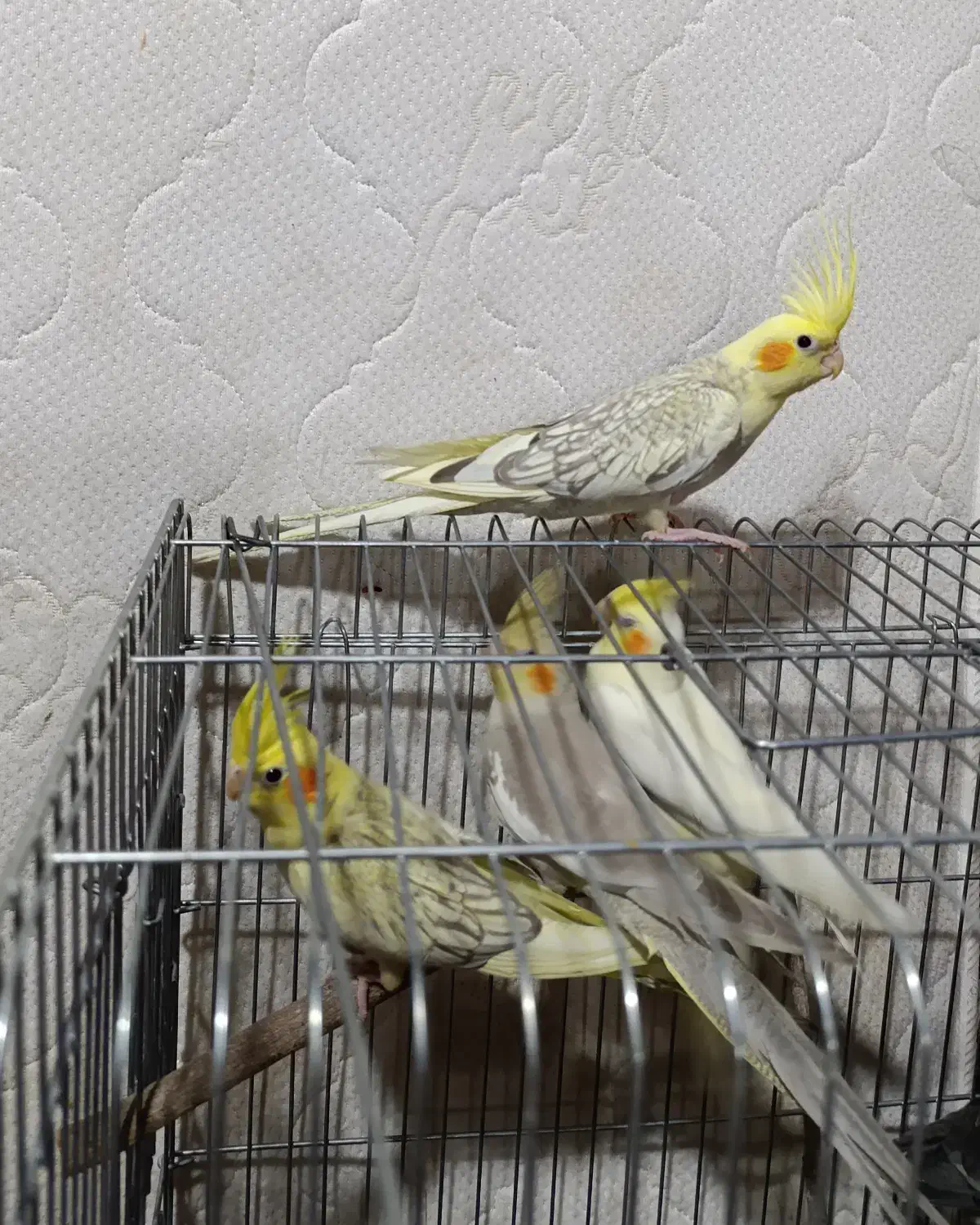 عروس هلندی|پرنده|آبیک, |دیوار