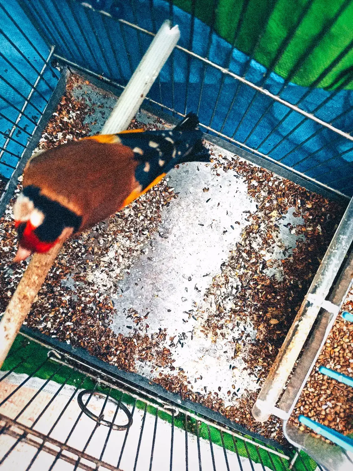 سهره چهرگل|پرنده|ری, شهادت|دیوار