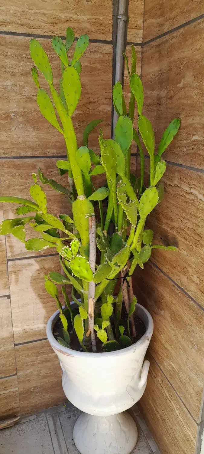 گل طبیعی|گل و گیاه طبیعی|سبزوار, شرق کال عیدگاه|دیوار