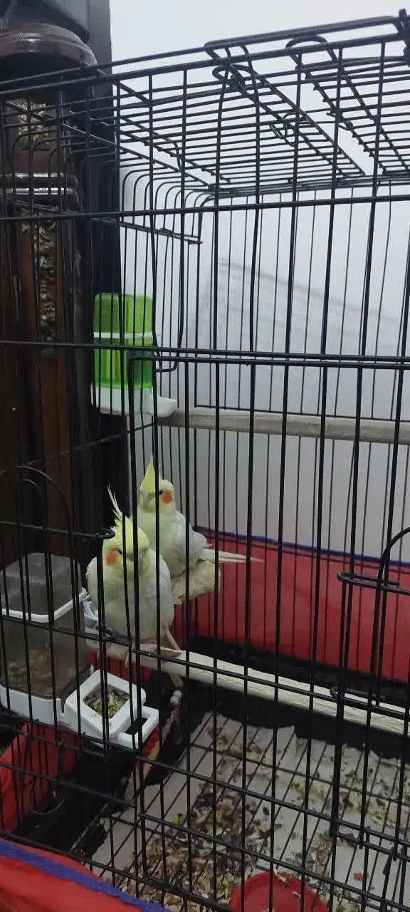 فوری فوری        عروس نر و ماده|پرنده|قم, کاسه گران|دیوار