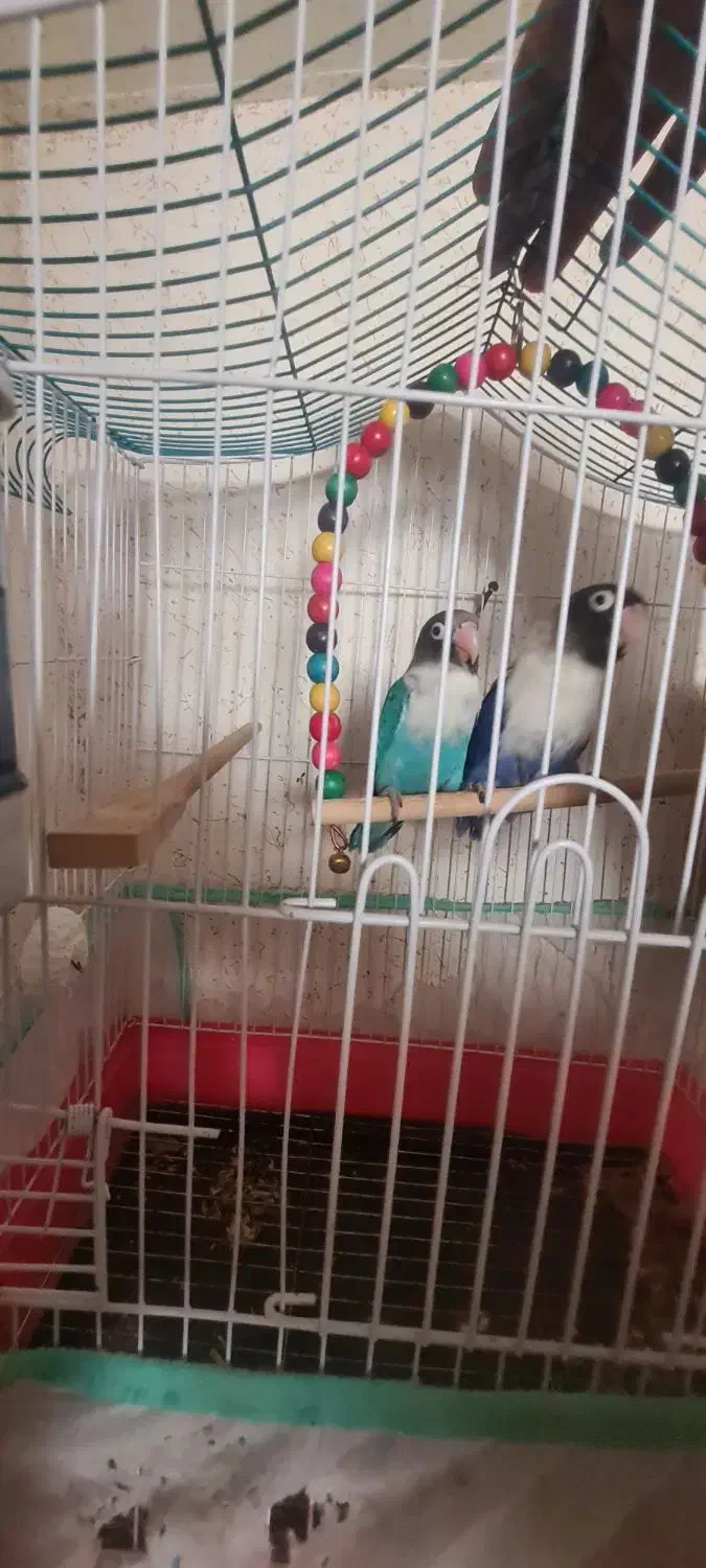 جفت کوتوله برزیلی با تخم هاشون|پرنده|شهرکرد, |دیوار