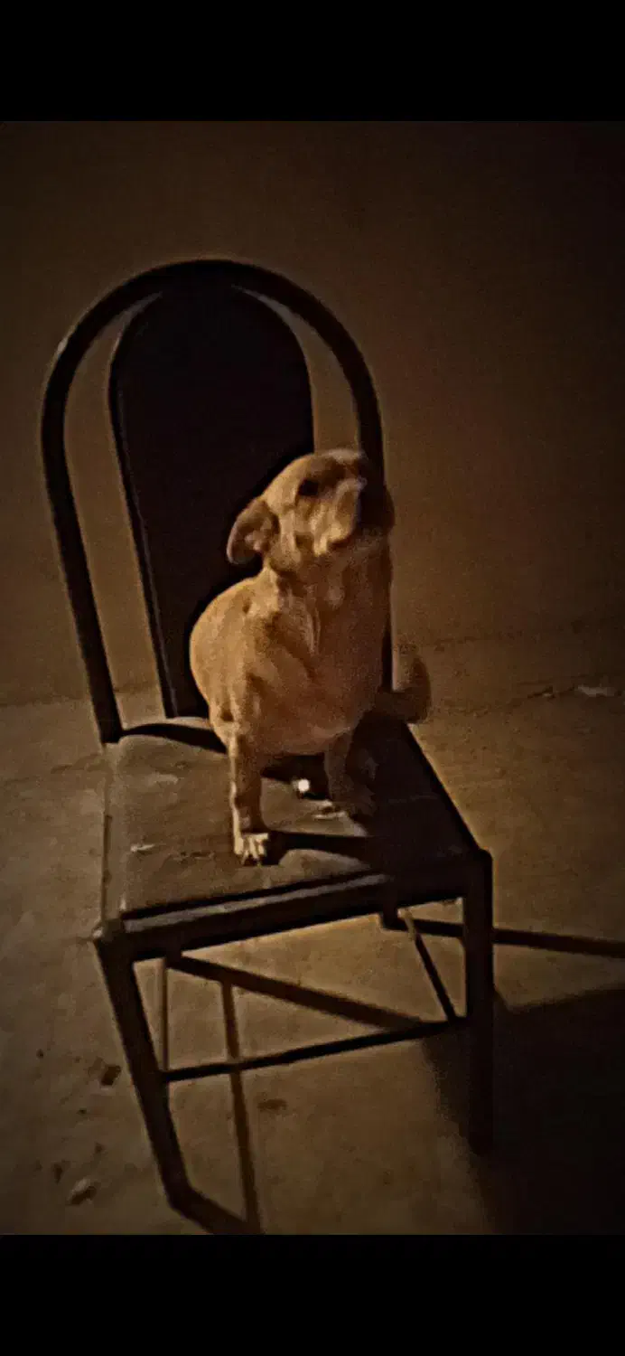 سگ آروم|سگ|قم, آزادگان|دیوار