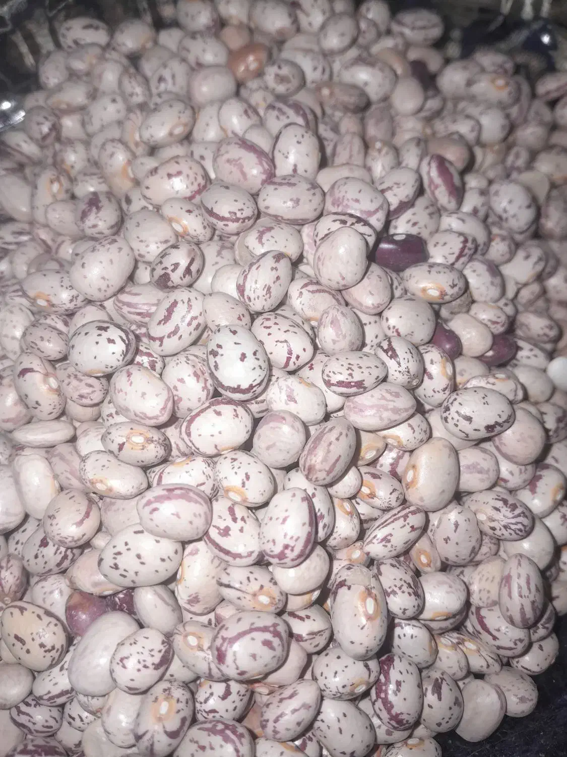 لوبیاچیتی‌ کوشاامسالی|خوردنی و آشامیدنی|شاهین‌شهر, طالقانی|دیوار