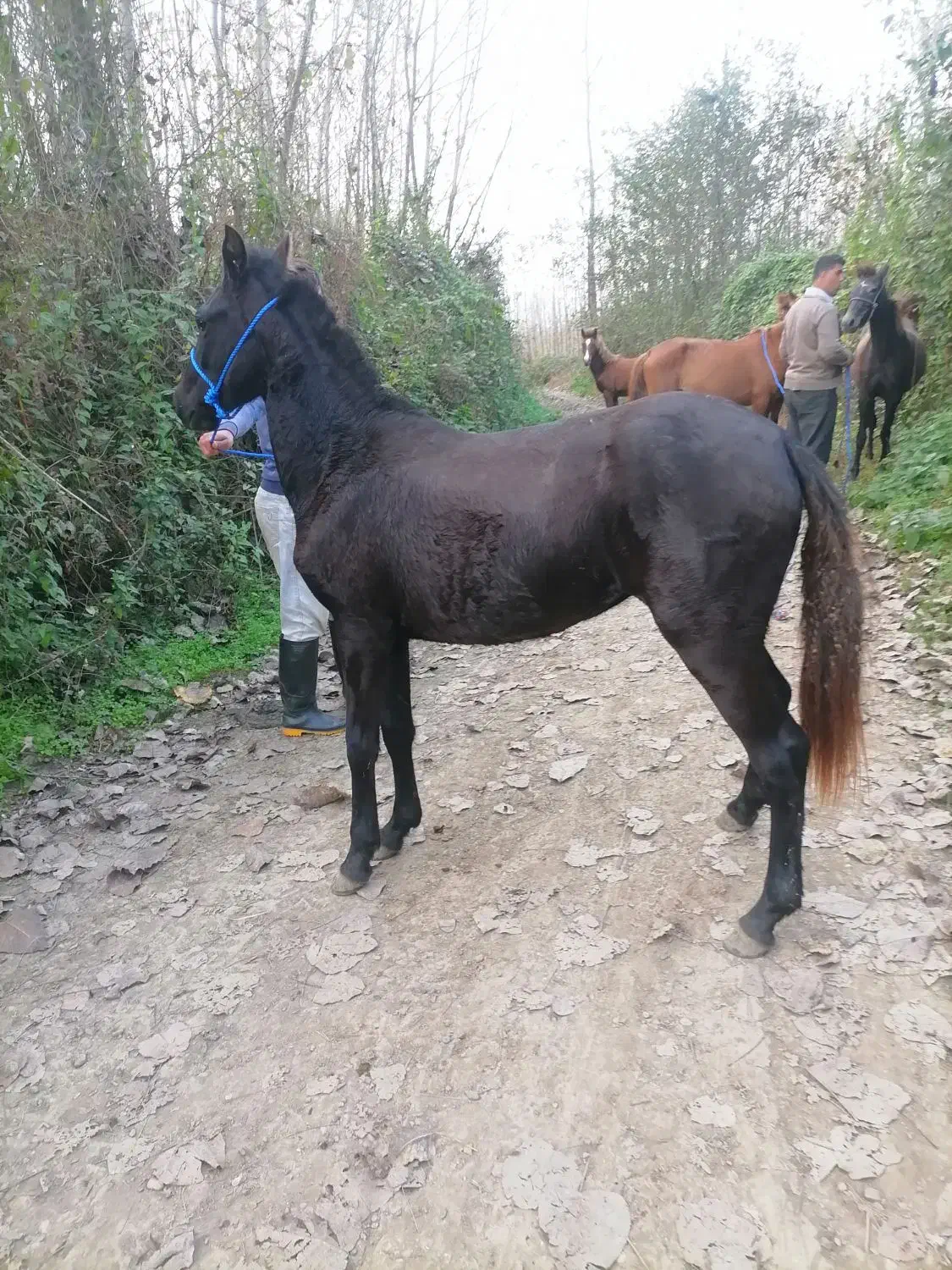 چند راس مادیان و کره|اسب و تجهیزات اسب‌سواری|ایلام, |دیوار