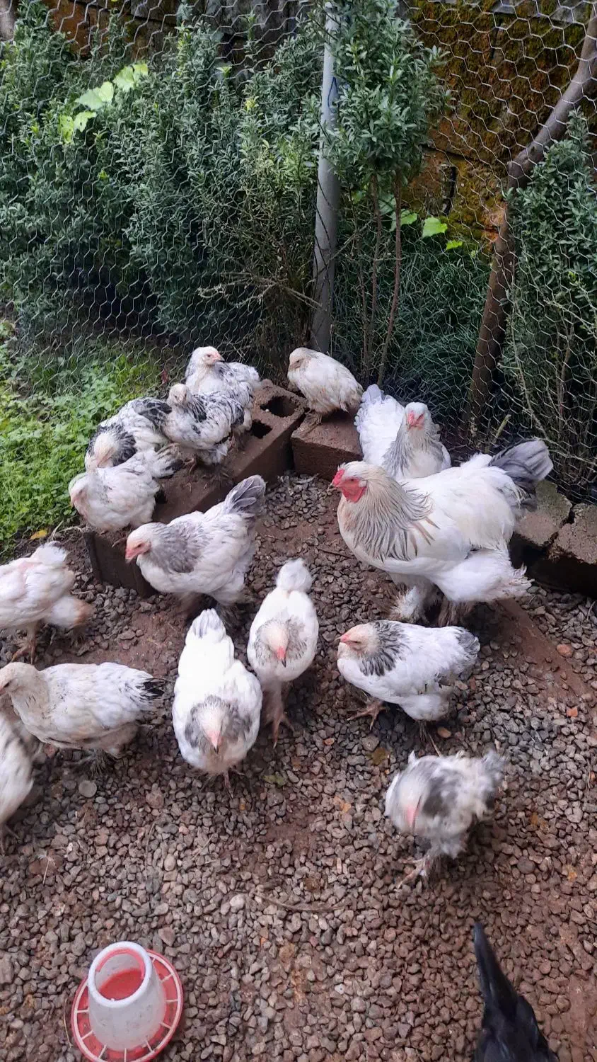 برهما|حیوانات مزرعه|تهران, هلال احمر|دیوار