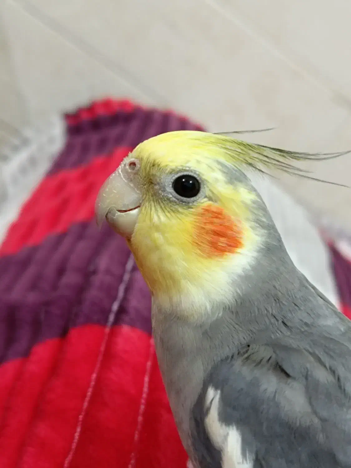 عروس هلندی|پرنده|آغاجاری, |دیوار