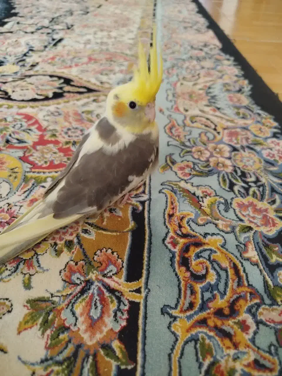 عروس هلندی گمشده|حیوانات|قوچان, |دیوار