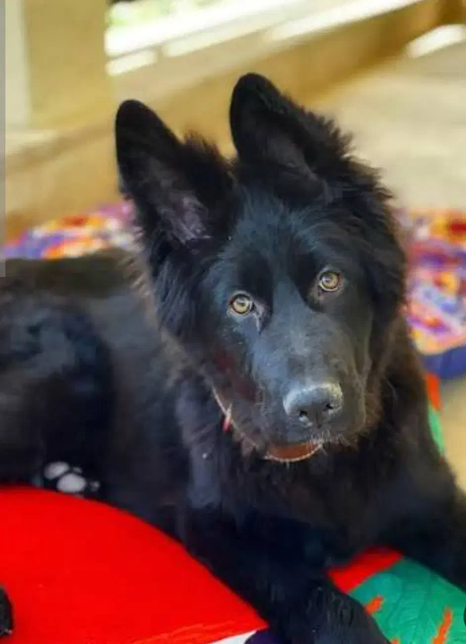 توله ژرمن بلک|سگ|یزد, |دیوار