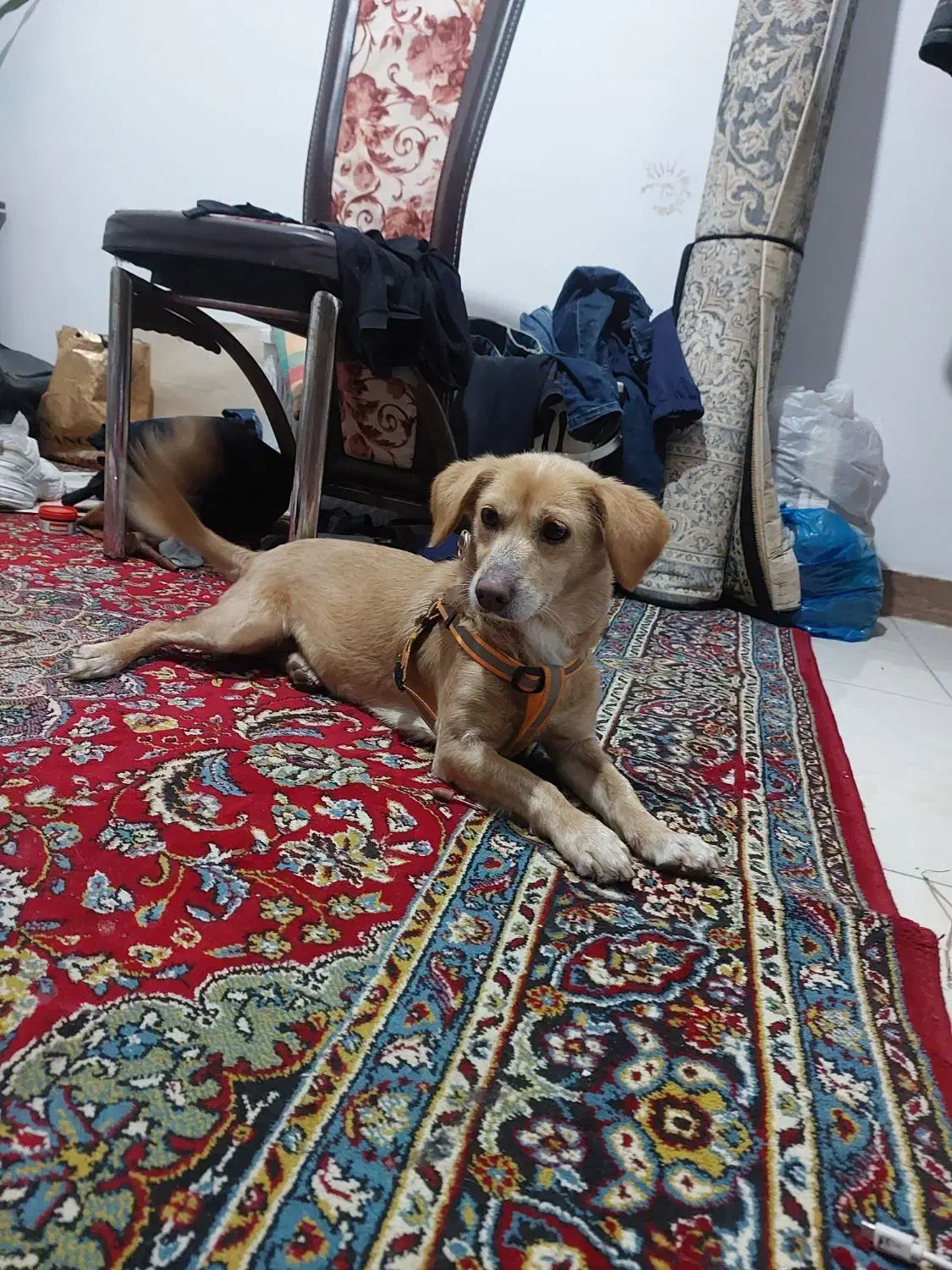 گمشده واگزاری|حیوانات|لاهیجان, شهید آوینی|دیوار