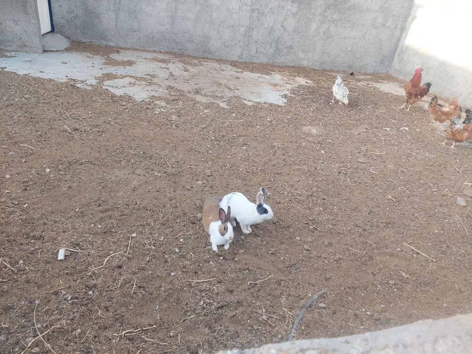 خرگوش فروشی|موش و خرگوش|فردوس (خراسان), |دیوار