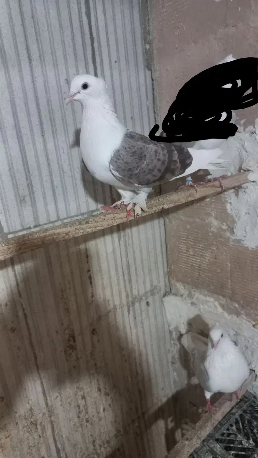 کبوتر پشتار مهر|پرنده|کرج, خرمدشت|دیوار