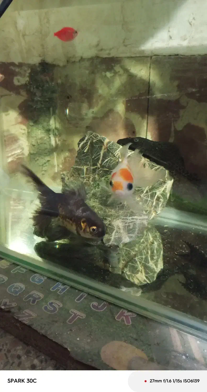 آگواریوم با وسایل|ماهی|بانه, |دیوار