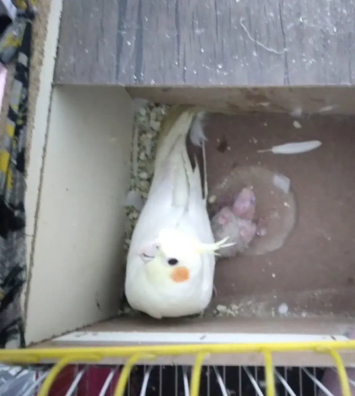 عروس هلندی|پرنده|شاهینشهر, شهرک گلدیس|دیوار